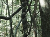 DSCF5993
