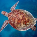 diving_with_turtles_on_the_great_barrier_reef_queensland_australia