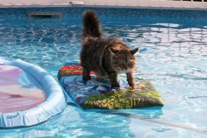 surfing_cat3